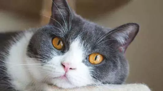 ¿Por qué estornudan los gatos? ¿Cuáles son las razones por las que los gatos estornudan?