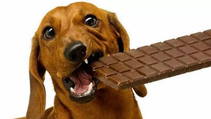 ¿Pueden los perros comer chocolate? ¿Cuáles son los síntomas de la intoxicación por chocolate en los perros?