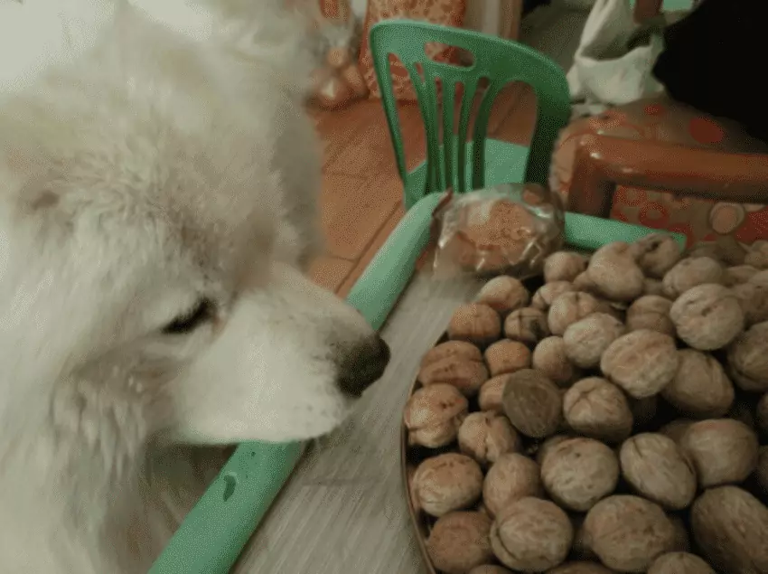 ¿Pueden los perros comer nueces? Los perros pueden comer nueces