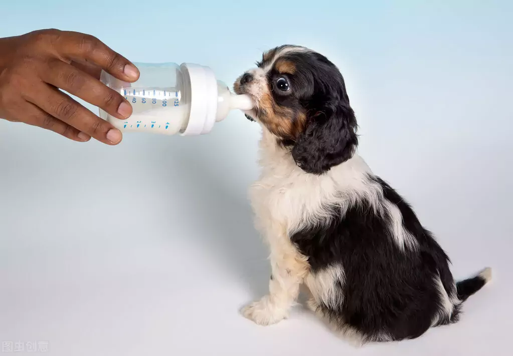 ¿Pueden los perros beber leche? ¿Qué leche pueden utilizar los dueños en lugar de la de vaca?