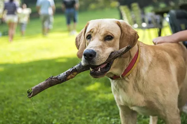 ¿Pueden los perros comer arándanos rojos? Beneficios y desventajas de los arándanos para los perros