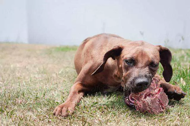 ¿Pueden los perros comer carne cruda? ¿Los perros se vuelven agresivos cuando comen carne cruda?
