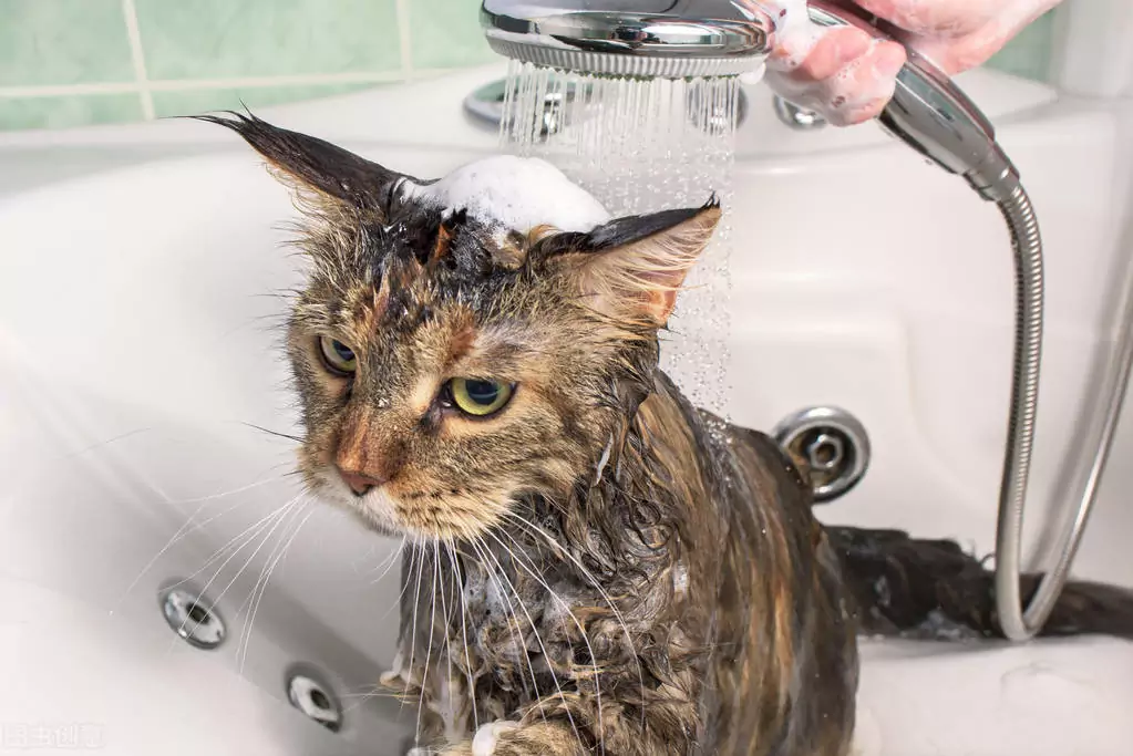 ¿Cómo eliminar las pulgas de los gatos? ¿Cómo puedo saber si tengo pulgas en mi gato? ¿Cómo prevenir las pulgas?