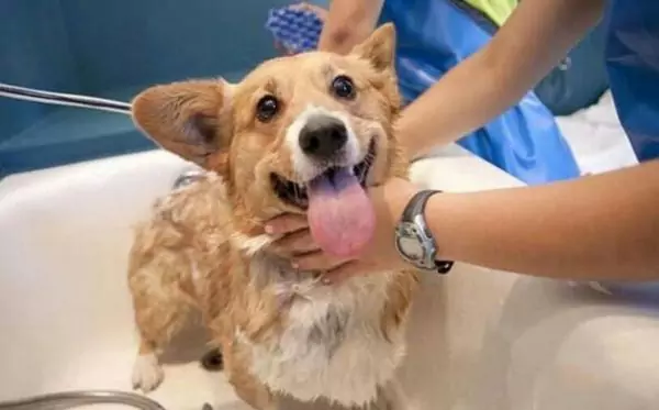 ¿Pueden bañarse los perros?